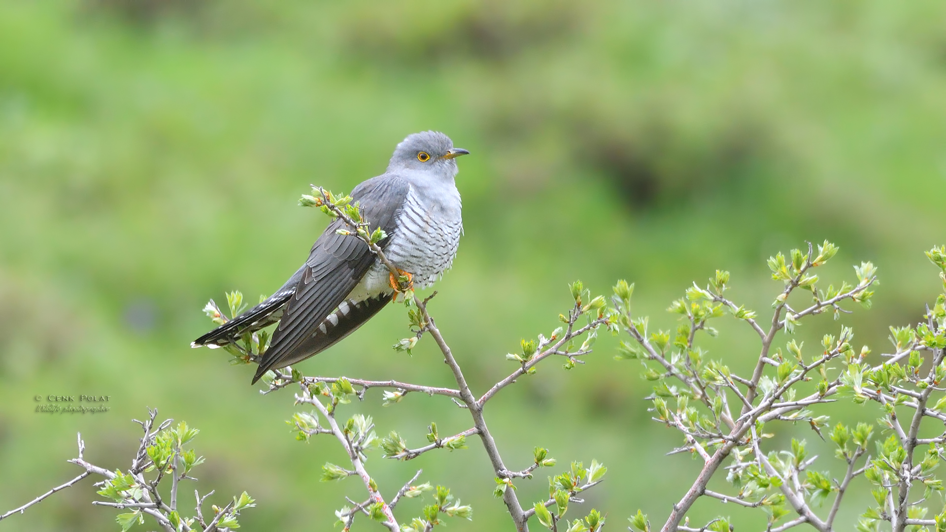 Common Cuckoo